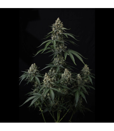 Banana Cherry Cookies Fast Buds | Αυτόματοι Σπόροι Κάνναβης