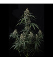 Banana Cherry Cookies Auto