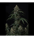 Banana Cherry Cookies Fast Buds | Αυτόματοι Σπόροι Κάνναβης
