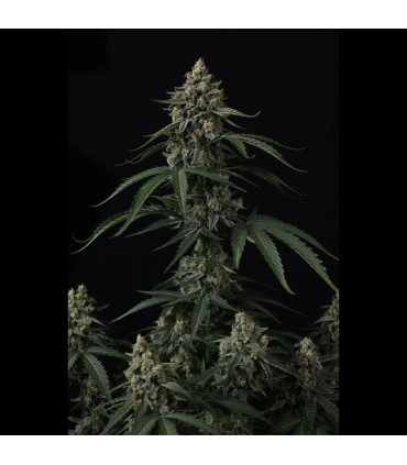 Banana Cherry Cookies Fast Buds | Αυτόματοι Σπόροι Κάνναβης