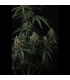 Banana Cherry Cookies Fast Buds | Αυτόματοι Σπόροι Κάνναβης