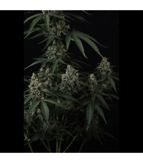 Banana Cherry Cookies Auto