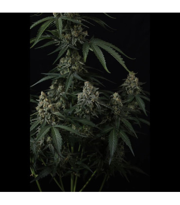 Banana Cherry Cookies Fast Buds | Αυτόματοι Σπόροι Κάνναβης