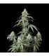 Banana Cherry Cookies Fast Buds | Αυτόματοι Σπόροι Κάνναβης