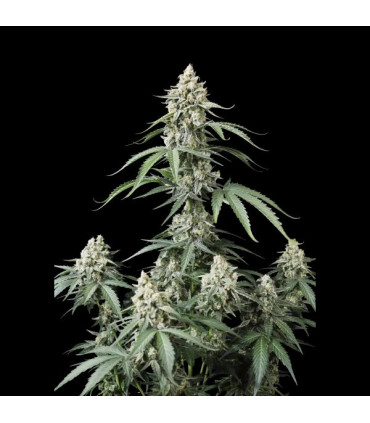 Banana Cherry Cookies Fast Buds | Αυτόματοι Σπόροι Κάνναβης
