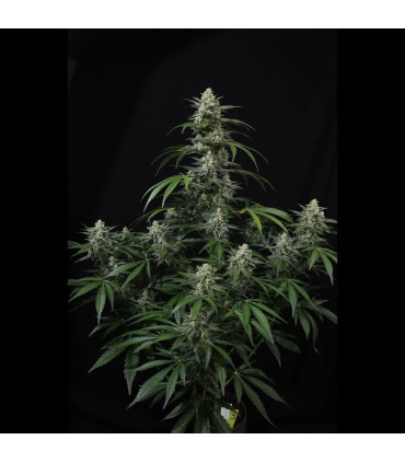 Banana Frost Auto Fast Buds | Αυτόματοι Σπόροι Κάνναβης