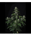 Banana Frost Auto