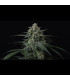 Banana Frost Auto Fast Buds | Αυτόματοι Σπόροι Κάνναβης
