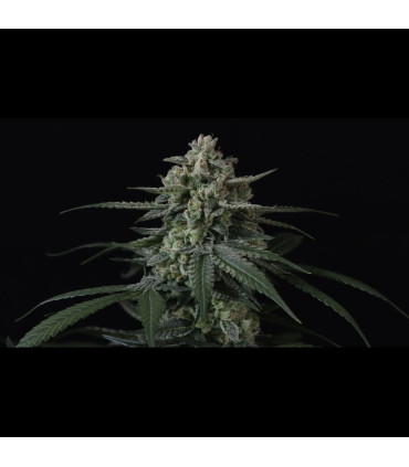 Banana Frost Auto Fast Buds | Αυτόματοι Σπόροι Κάνναβης