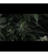 Banana Frost Auto Fast Buds | Αυτόματοι Σπόροι Κάνναβης