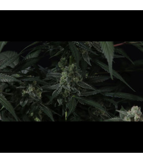 Banana Frost Auto