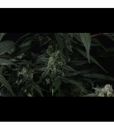 Banana Frost Auto Fast Buds | Αυτόματοι Σπόροι Κάνναβης