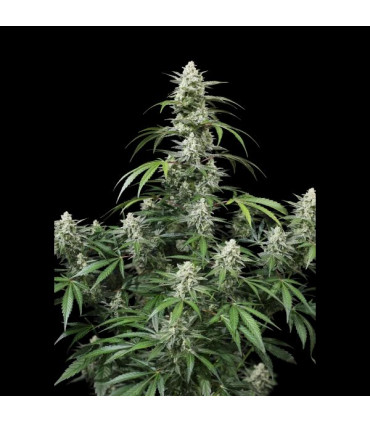 Banana Frost Auto Fast Buds | Αυτόματοι Σπόροι Κάνναβης