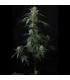 Banana Guava Auto Fast Buds | Αυτόματοι Σπόροι Κάνναβης