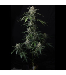 Banana Guava Auto Fast Buds - Αυτόματοι Σπόροι Κάνναβης