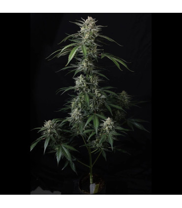 Banana Guava Auto Fast Buds | Αυτόματοι Σπόροι Κάνναβης