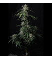 Banana Guava Auto