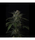 Banana Guava Auto Fast Buds | Αυτόματοι Σπόροι Κάνναβης