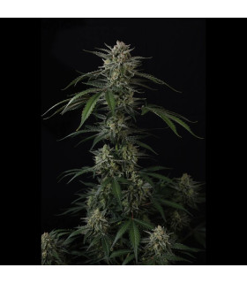 Banana Guava Auto