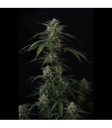 Banana Guava Auto Fast Buds | Αυτόματοι Σπόροι Κάνναβης