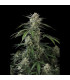 Banana Guava Auto Fast Buds | Αυτόματοι Σπόροι Κάνναβης