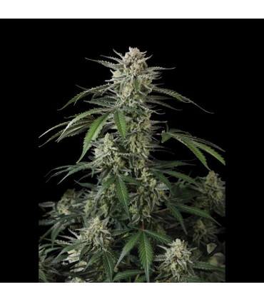 Banana Guava Auto Fast Buds | Αυτόματοι Σπόροι Κάνναβης