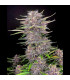 Banana Purple Punch Fast Buds | Αυτόματοι Σπόροι Κάνναβης