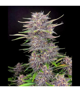 Banana Purple Punch Fast Buds - Αυτόματοι Σπόροι Κάνναβης