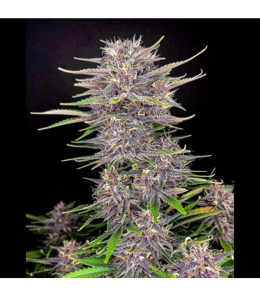 Banana Purple Punch Fast Buds | Αυτόματοι Σπόροι Κάνναβης