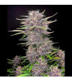 Banana Purple Punch Auto