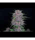 Banana Purple Punch Fast Buds | Αυτόματοι Σπόροι Κάνναβης
