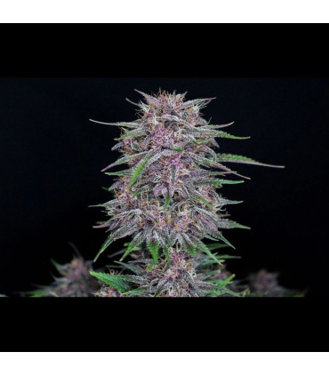 Banana Purple Punch Fast Buds | Αυτόματοι Σπόροι Κάνναβης