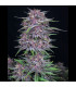 Banana Purple Punch Fast Buds | Αυτόματοι Σπόροι Κάνναβης