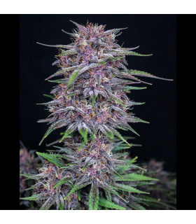 Banana Purple Punch Auto