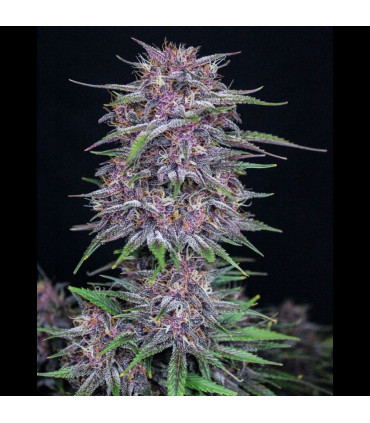 Banana Purple Punch Fast Buds | Αυτόματοι Σπόροι Κάνναβης