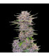 Banana Purple Punch Fast Buds | Αυτόματοι Σπόροι Κάνναβης