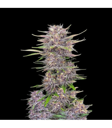 Banana Purple Punch Fast Buds | Αυτόματοι Σπόροι Κάνναβης