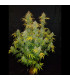Blue Dream Auto
