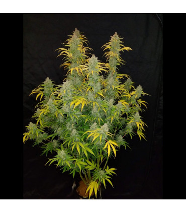 Blue Dream Auto
