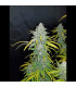 Blue Dream Auto