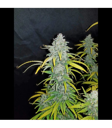 Blue Dream Auto