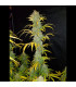 Blue Dream Auto