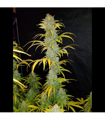 Blue Dream Auto