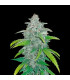 Blue Dream Auto
