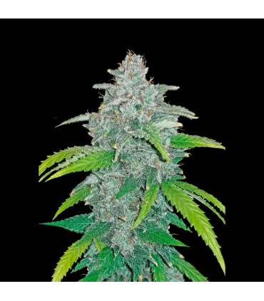 Blue Dream Auto