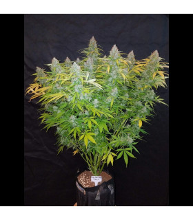 Californian Snow Auto (FastBuds)