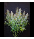 Californian Snow Auto Fast Buds | Αυτόματοι Σπόροι Κάνναβης