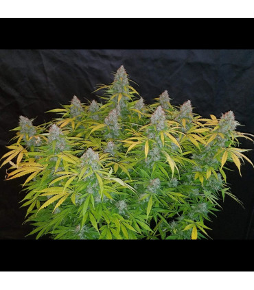 Californian Snow Auto Fast Buds | Αυτόματοι Σπόροι Κάνναβης