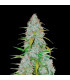 Californian Snow Auto Fast Buds | Αυτόματοι Σπόροι Κάνναβης