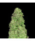 CBD Auto 20:1 Fast Buds | Αυτόματοι CBD Σπόροι Κάνναβης